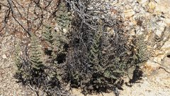 Pellaea mucronata mucronata