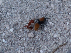 Dasymutilla stevensi