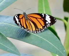 Danaus genutia