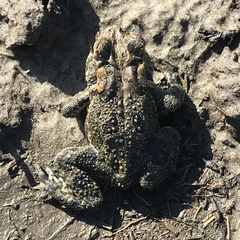 Anaxyrus terrestris