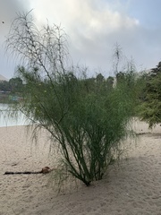 Parkinsonia aculeata