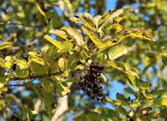 Vitex obovata wilmsii