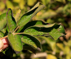 Vitex obovata wilmsii