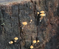 Gymnopilus eucalyptorum