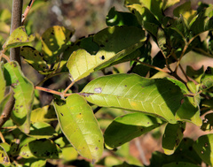 Vitex obovata wilmsii