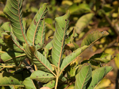Vitex obovata wilmsii