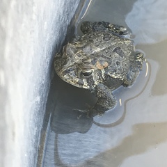 Anaxyrus terrestris