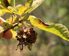 Vitex obovata wilmsii
