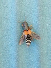Platydracus stercorarius