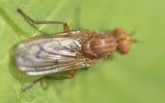 Sciomyzoidea