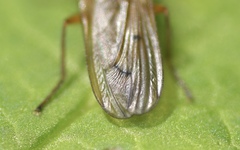 Sciomyzoidea