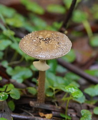 Amanita cinereoannulosa