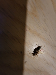 Tetramorium bicarinatum