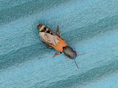Platydracus stercorarius
