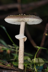 Amanita cinereoannulosa