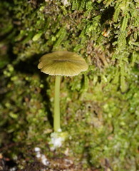 Entoloma rodwayi