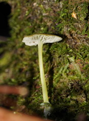 Entoloma rodwayi