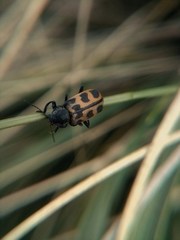 Astylus atromaculatus