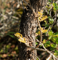 Vitex obovata wilmsii