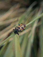 Astylus atromaculatus