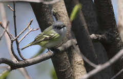 Vireo solitarius