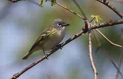 Vireo solitarius