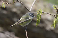 Vireo solitarius
