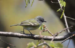 Vireo solitarius
