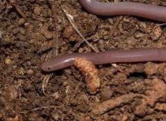 Xerotyphlops vermicularis