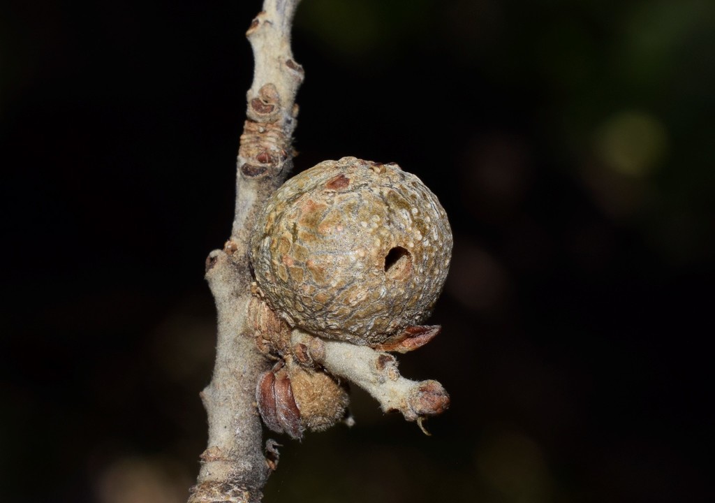 Synophrus
