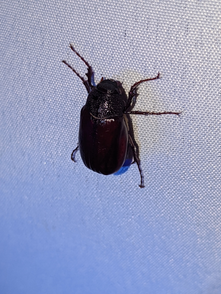 Phyllophaga luctuosa