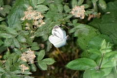 Pieris melete