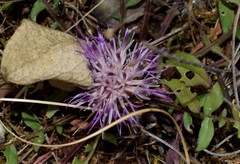 Centaurea raphanina mixta