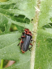 Cantharis rustica