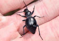 Tentyria rotundata orbicollis