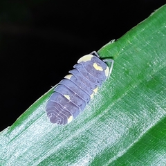 Cubaris caerulea