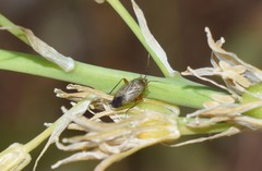 Lepidargyrus ancorifer