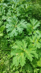 Heracleum sosnowskyi