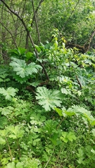 Heracleum sosnowskyi