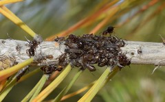 Cinara palaestinensis