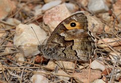 Hipparchia volgensis