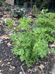 Lamprocapnos spectabilis