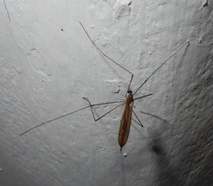 Chioneinae