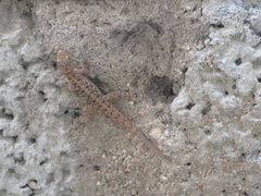 Cnemaspis mysoriensis