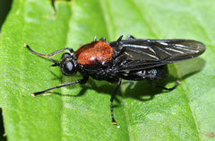 Clitellaria ephippium