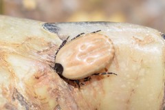 Hyalomma aegyptium