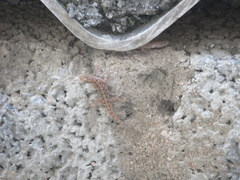 Cnemaspis mysoriensis
