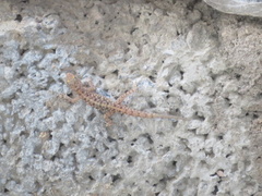 Cnemaspis mysoriensis
