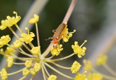 Rhagonycha nigritarsis
