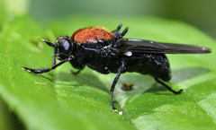 Clitellaria ephippium